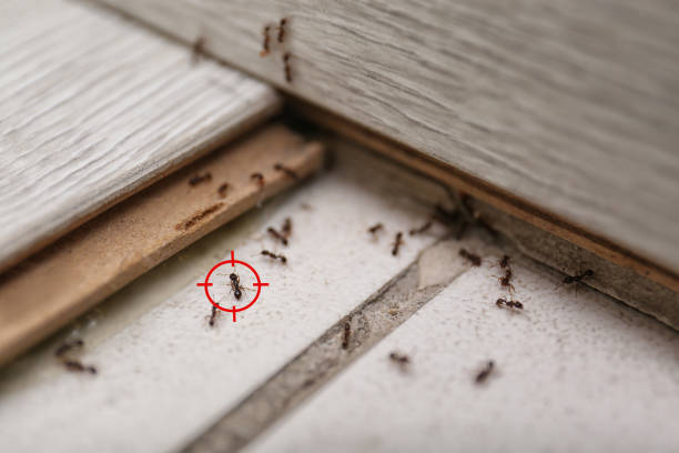 Best Rat Extermination Near Me  in Innsbrook, VA